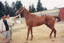 ������Ʈ���� (ELEGANT ORDER) ����