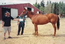 �ε�ƽ�Ÿ�� (ROADASTANI) ����