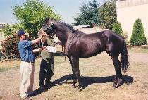 �������� (NILE FALCON) ����