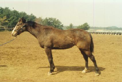 �ݷ���Ų�� ����