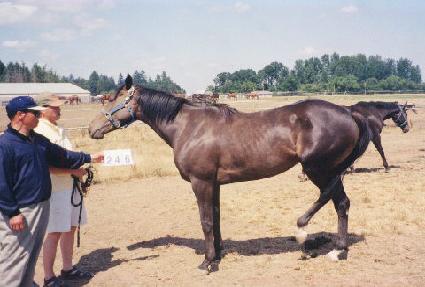 �극�������� ����