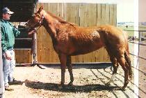 BOO BARBER RAH picture