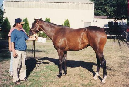 �̾ƽ���Ƽ�� ����