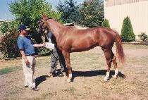 ��Ÿ�ӽ��� (NOON TIME SLEW) ����