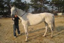 �����̿��� (DERBY DAY OMEN) ����