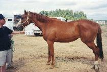 �������� (DANCE VENTURE) ����