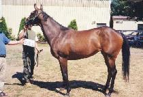 �������巡�� (LIL��AS A DRAGON) ����