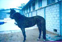 �̽��н�ĳ�� (MISS PASKAEE) ����