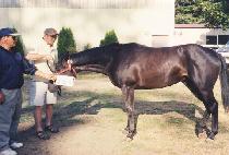 �̽�ƼĮ���� (MISTICAL WEAVE) ����