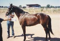 �������κҷ���Ű (RILEY��S DUBLABUCKY) ����