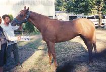 ĥ�����ϳ� (CHILI REHAANO) ����