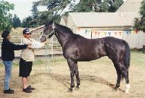 ���̵ε� (HAY DOOD) ����