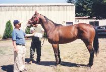 ����������Ǫ�� (MAMASDIESELPUSHER) ����