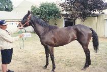 ���̿������ (PAY EDWARD) ����