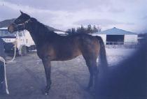 WEAVERSLITTLEVIXEN picture