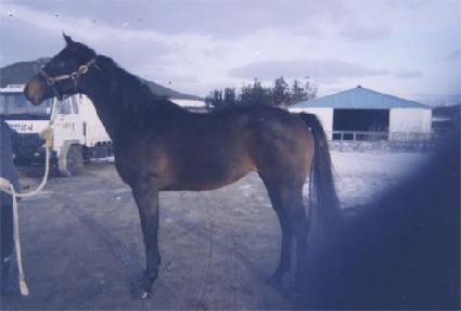 ��������Ʋ�� ����