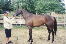 ���ϵ巹���� (WILD LEGENDS) ����