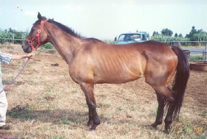 ��ũ����Ÿ ����