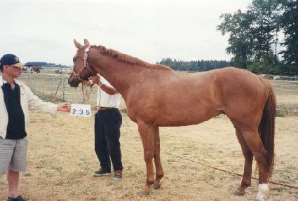 �̳׷����� ����