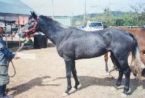 ��Ʈ�ʰ������ (WONT TANGO WITH ME) ����