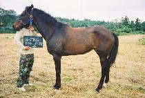 HUNTINGDALE MISS picture