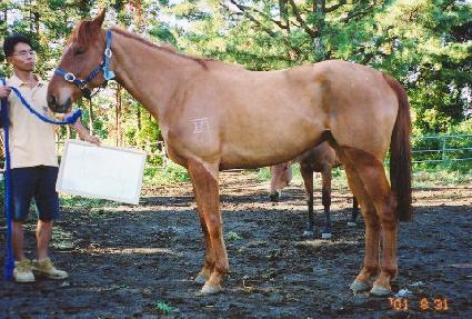 �̽����˷��� ����