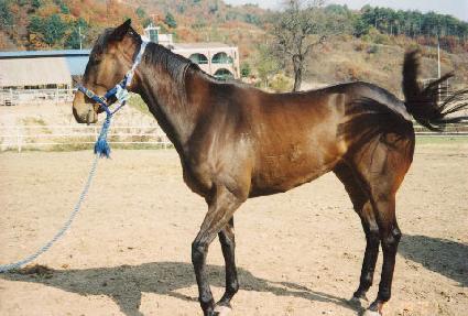 ���̴Ͻ��̾� ����