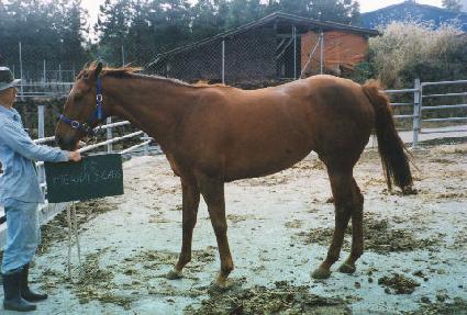 �ᷯ�𽺷��� ����