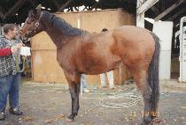 �����ĳʺ���� (QUESTIONABLEFELLA) ����