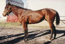 ��Ÿ�÷�Ű���� (LOTA PLUCKY LIEGE) ����