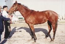 ��Ʈ�� (GENTRY) ����