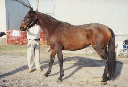 ���̶�� ����