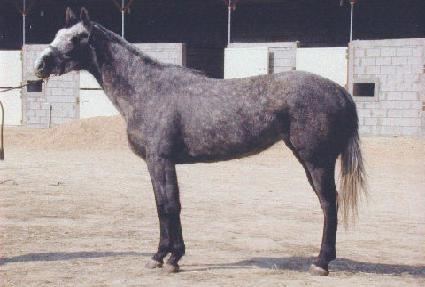 �����÷��� ����