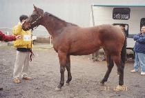 ����ī������ (SHAHMEKA LEGEND) ����