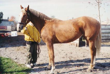 ī�ڵ� ����