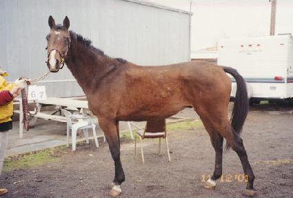 Ʈ���������� ����