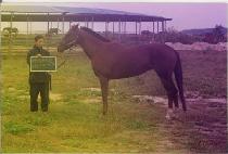 ���̾Ƹ�嵹 (DIAMOND DOLL) ����