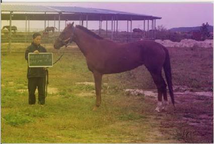 ���̾Ƹ�嵹 ����