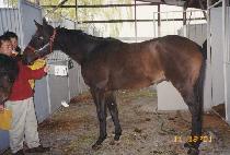 ���ο���ũ (SLOW POKE) ����