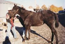 ��ٿ����� (VIVA WASHINTON) ����