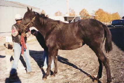 ��ٿ����� ����