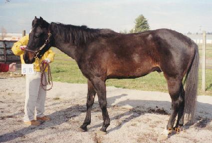 �Ž�Ʈ��ƾ ����