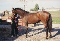 Ŭ���Ľ��丮 (CLASSIC STORY) ����