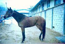 ����ư���� (SWEET N DANDY) ����