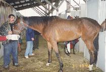 ��õ彽����� (GIVEOLDSLEWABREW) ����