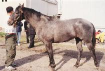 ���̴�� (DANCING DASHER) ����