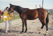 ������è�Ǿ� (WORLDCUP CHAMPION) ����