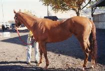 ����Ʈ���� (JUST JINNIN) ����