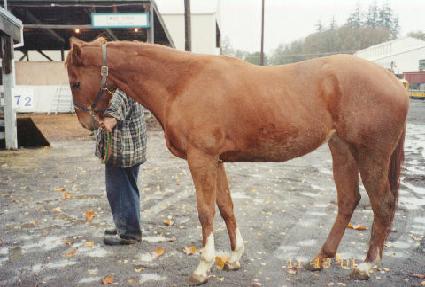 �ڳ����� ����