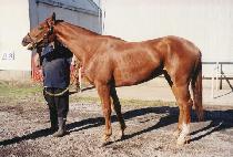 ���̺��Ʋ (NAVY BATTLE) ����